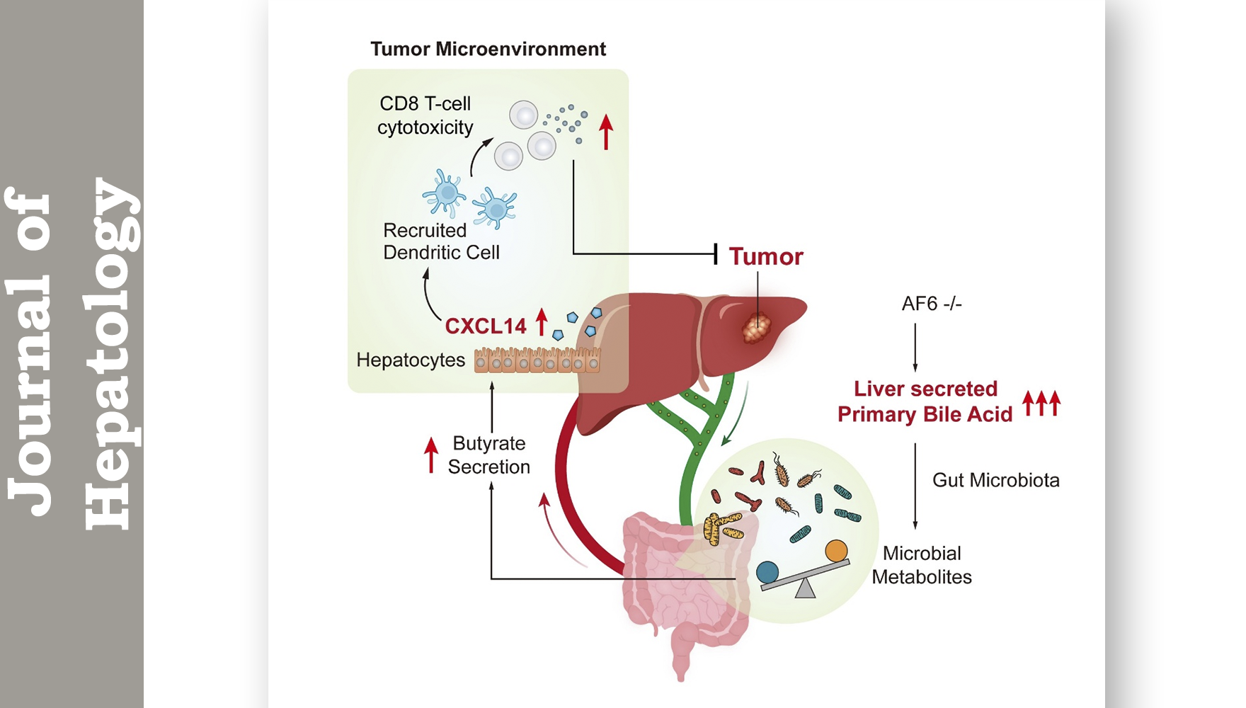營養與健康所詹麗杏研究組合作揭示肝癌中膽汁酸代謝-免疫作用軸調控抗腫瘤免疫新機制